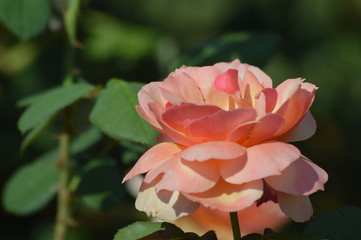 Thomasville rose garden 0308