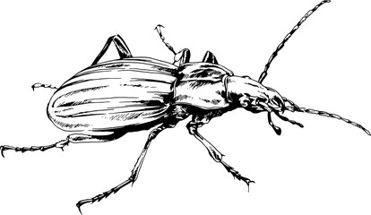 crawling beetle drawn with ink black and white