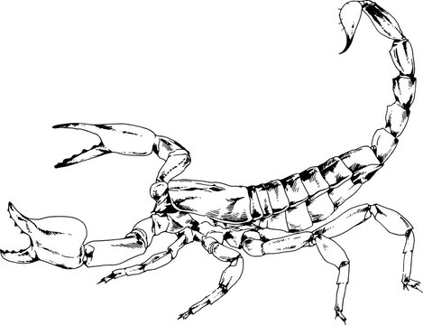 Scorpio is drawn with ink on white background tattoo	