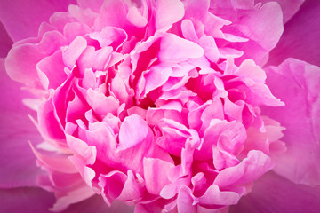Bud of a peony. Open peony Bud. Abstract peony Bud background.