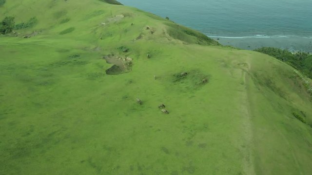 A drone shot of cows in Batanes.
