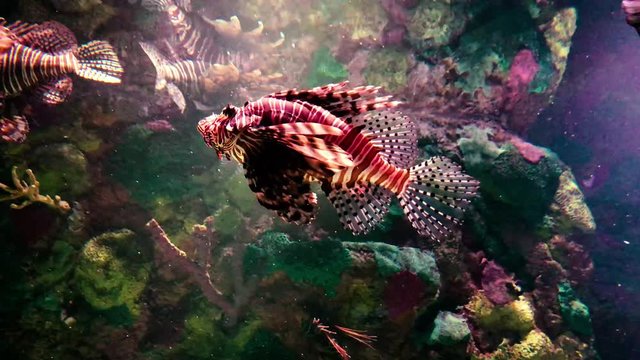 lion fishes. Wonderful and beautiful underwater world with corals and tropical fish.