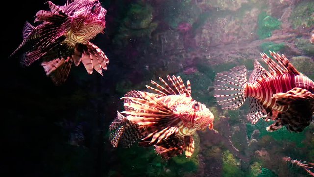 lion fish. Exotic tropical fish. Wonderful and beautiful underwater world with corals and tropical fish.