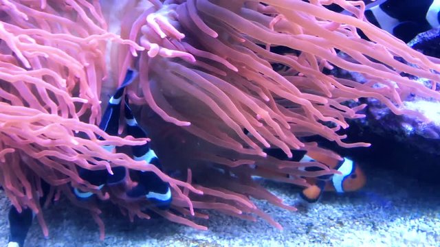 clown fish, anemone fishes at underwater