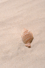 ビーチイメージ