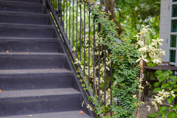 green ivy plant growth at vintage handrail with back steel staircase. exterior architectural