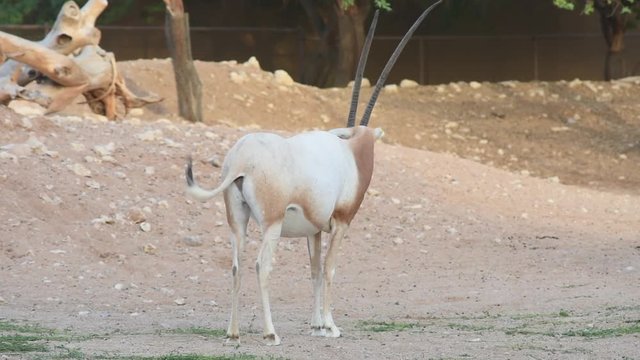 A scimitar oryx or scimitar-horned oryx (Oryx dammah), also known as the Sahara oryx stands in the hot desert sand, a former resident of north africa until went extict.