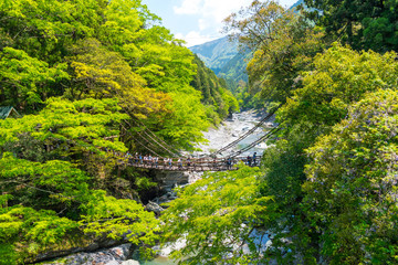 徳島　かずら橋