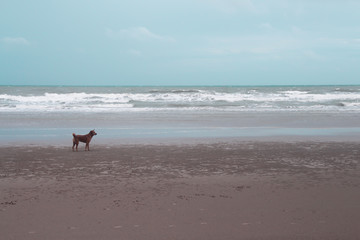 Single brown dog standing on sandy beach view background, Landscape sea view , blue sky 