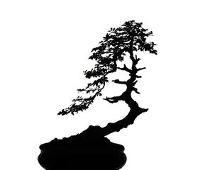 Tischdecke Photo silhouette of nature black bonsai tree isolated on white background with clipping path © Amphawan