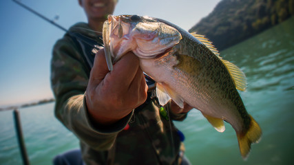 Bass fish in the hand of a fisherman - obrazy, fototapety, plakaty