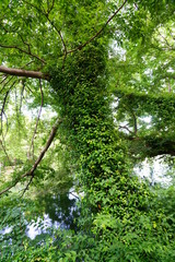 Obraz premium ツタが茂る大きな木のある風景