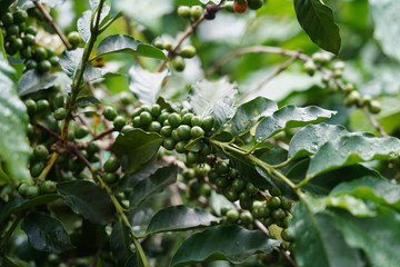 Coffee plantation in Da Lat , Vietnam