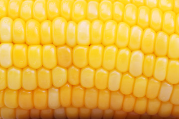 close up texture of corn background.