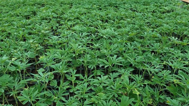 Trays of young hemp plants with trimmed leaves in a greenhouse. Rows of hemp clones ready to be sold to farmers will be harvest for CBD oil and other hemp based products.