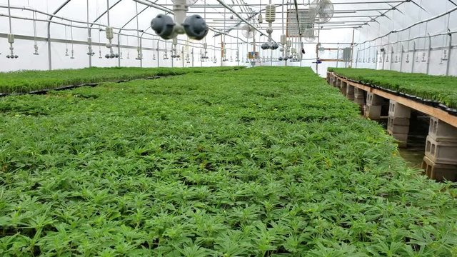 Fans circulate air and irrigation nozzles ready to water a crop of hemp clones in trays inside a greenhouse. Commercial hemp production and farming to produce CBD.