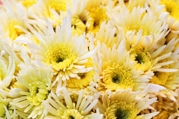 close up of colorful chrysanthemum flower