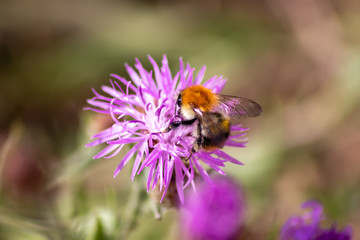 Fleißige Biene bestäubt eine pink-violette Blüte auf der Suche nach Nektar für Honig inkl. unscharfer Hintergrund