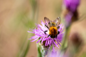 Fleißige Biene bestäubt eine pink-violette Blüte auf der Suche nach Nektar für Honig inkl. unscharfer Hintergrund