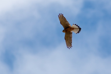 Turmfalke im Flug auf der Jagd nach Mäusen setzt zum Rüttelflug an