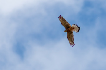 Turmfalke im Flug auf der Jagd nach Mäusen setzt zum Rüttelflug an