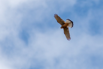 Turmfalke im Flug auf der Jagd nach Mäusen setzt zum Rüttelflug an