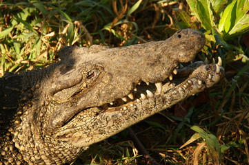 Zapata National Park. The Zapata Swamp is located on the Zapata Peninsula in the southern Matanzas Province of Cuba