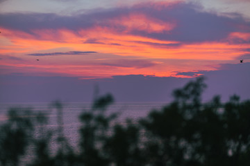 Obraz premium colorful sunset on background bushes in front. copy space