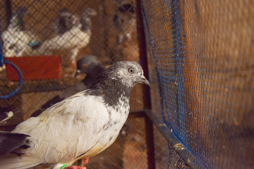 Beautiful White Pigeons