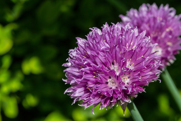 chive blossoms with green background and shadows