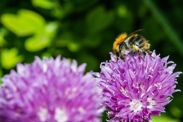 a bumble bee on a chive blossom with green background and shadows