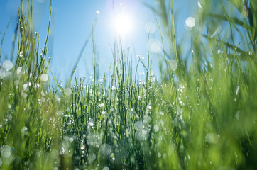 Grass in the drops of dew, drops in the foreground effectively blurred. Great bokeh, natural effect. Green summer morning natural background image. Macro landscape.