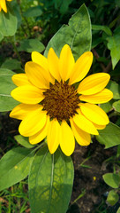 Obraz premium Yellow sunflower, beautiful, bright in summer