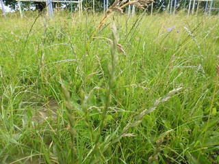 green grass in the field