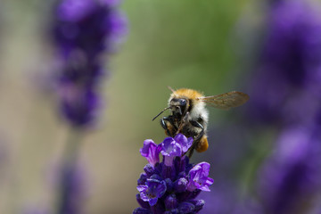 bee on a blooming lavender