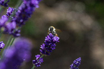 bee on a blooming lavender