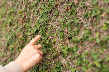 touch the moss wall by hand