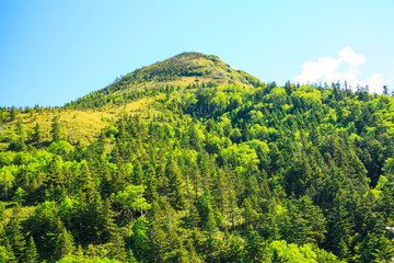Fototapeta premium 初夏の岩菅山 長野県 山ノ内町