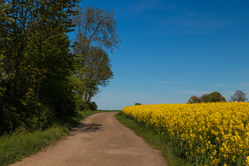 A gravel road leading into the rural parts of southern Sweden with a canola fields edge on one side and trees of the other side of the road. Taken during sunset.