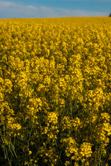 Canola flowers filling up the photo, taken in a field in southern Sweden during sunset. 