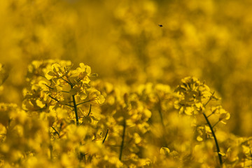 Obraz premium Canola flowers isolated in a field against the yellow flowers in the background. Taken in southern Sweden outside the town of Glumslöv during sunset. 