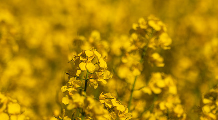 Fototapeta premium Close up of canola flower in a field of canolas during sunset in southern Sweden. Yellow background and shallow depth of field. 