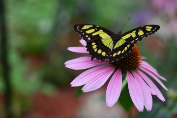 Yellow Butterfly on purple flower