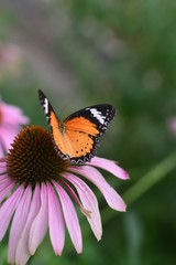 Orange Butterfly on purple fl;ower