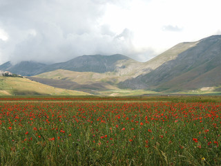 Flowering of lentils in Castelluccio di Norcia, Umbria, Italy.