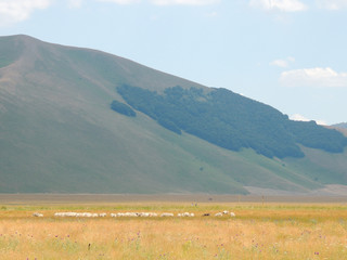 Plains of Castelluccio di Norcia and park of "Monti Sibillini".