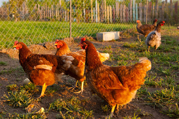 Chickens in the countryside in a fenced netting pen on the grass