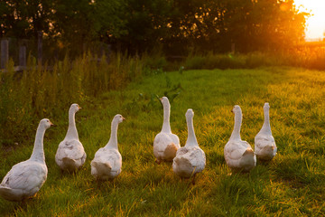 Herd of domestic geese in a meadow in the countryside