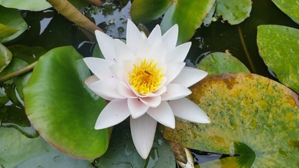 Weisse Seerose im Teich © Tomm Lee