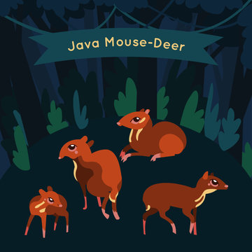 Java Mouse-Deer family characters in the forest
